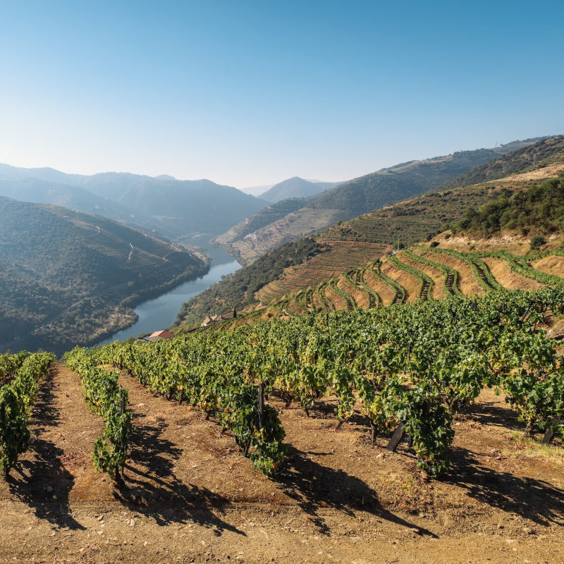 wina hiszpańskie dolina Douro
